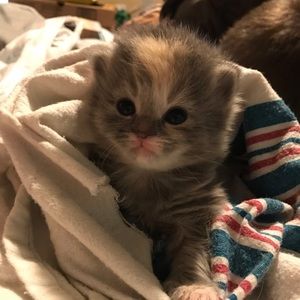 Meet your Posher, Tasha